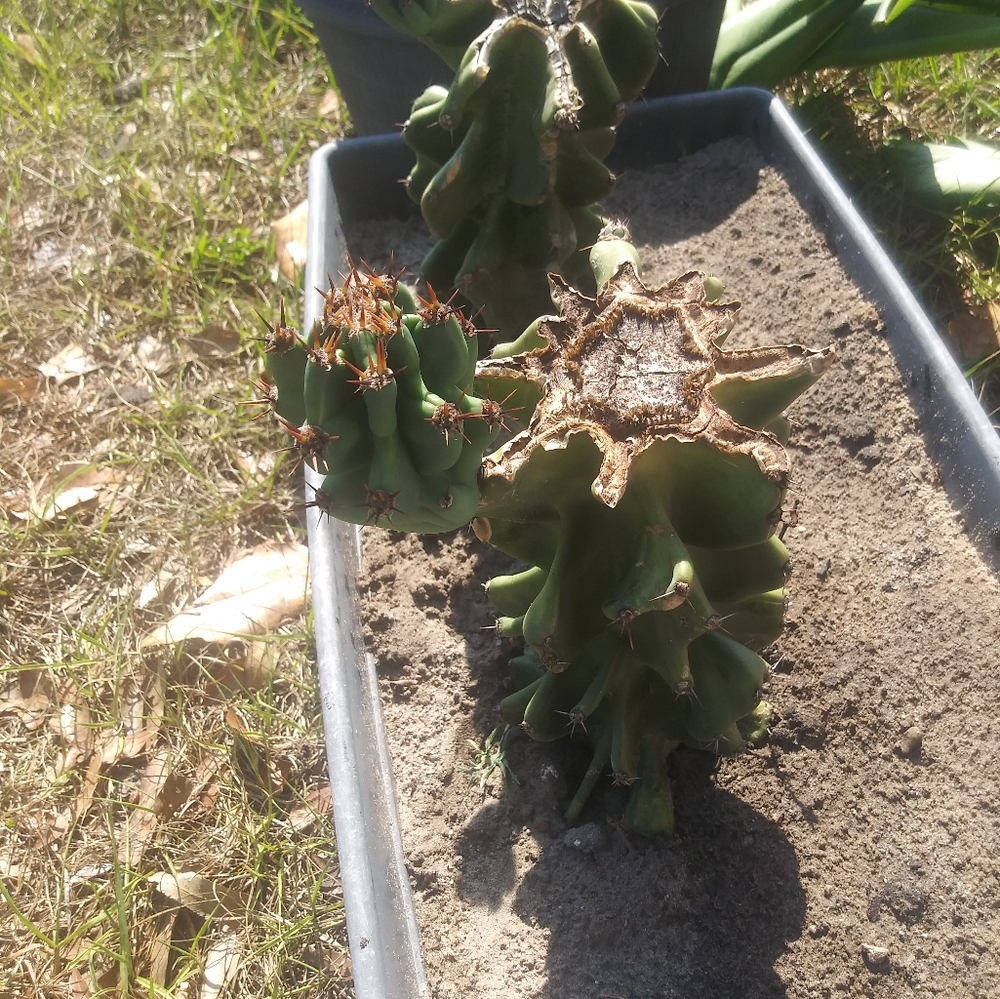 Cereus Peruvianus Montrose Rare Blue Agave Green Apple Producing Cactus 20 Or Mo